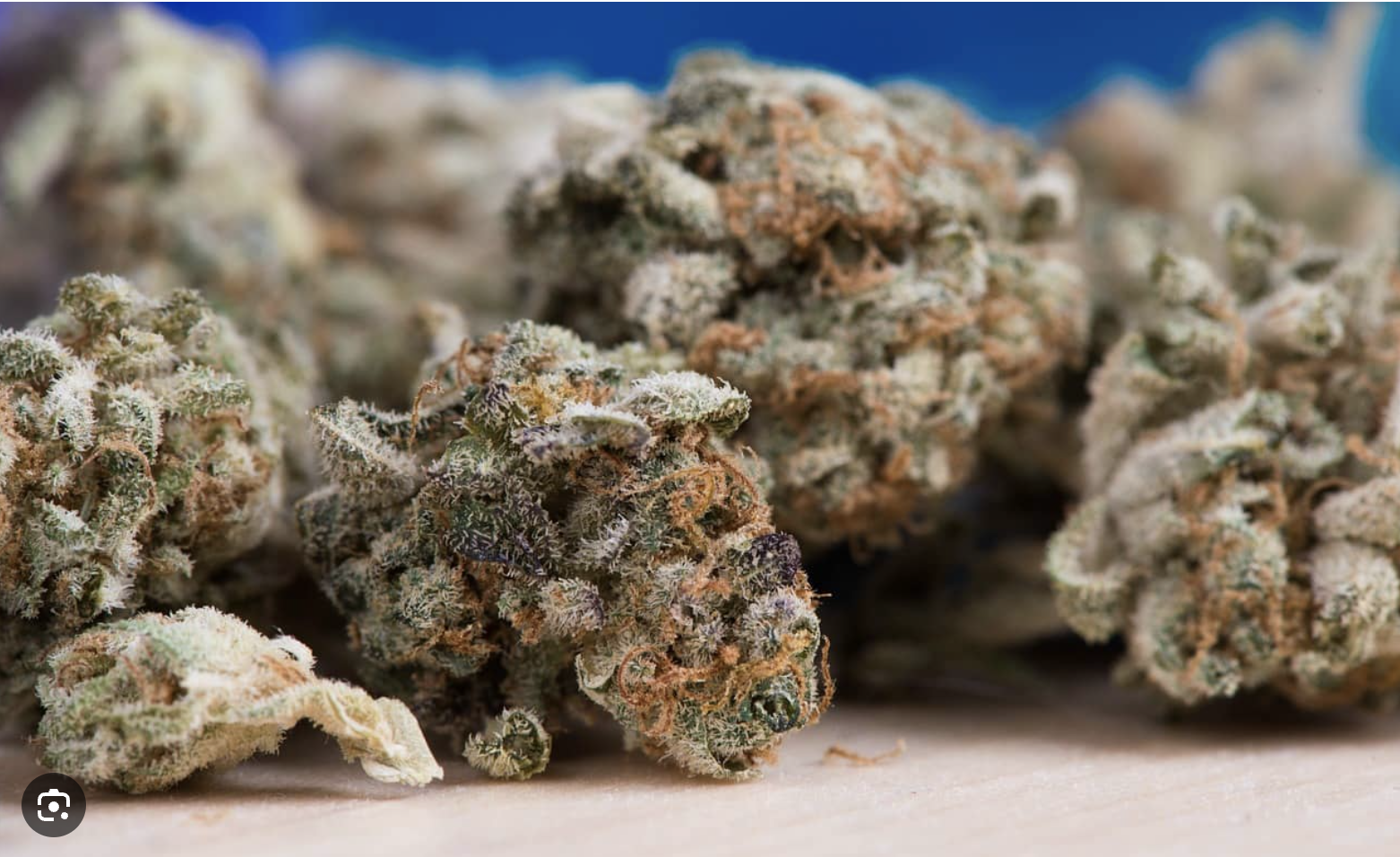 Kind Canna - Gold Reserve – Boutique Grown Premium Indoor Flower - Image 5